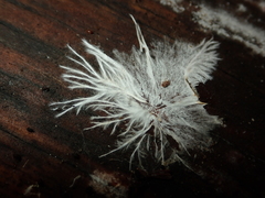 Etheirodon fimbriatum