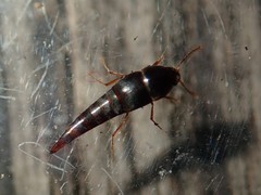 Sepedophilus testaceus