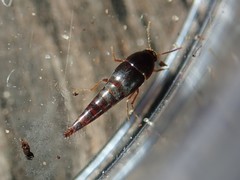 Sepedophilus testaceus