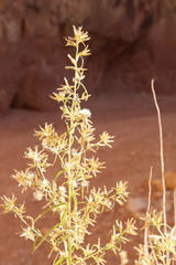 Brickellia longifolia