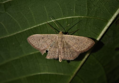 Scopula serena