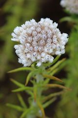 Metalasia pulchella