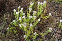 Metalasia pulchella