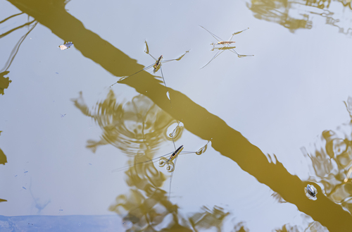 Giant Water Strider
