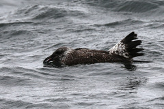 Larus michahellis atlantis