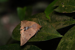 Thyas juno