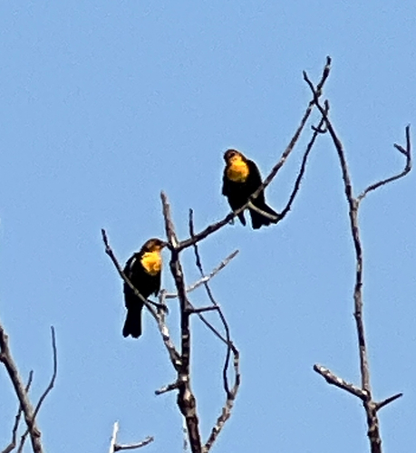 Yellow-headed Blackbird