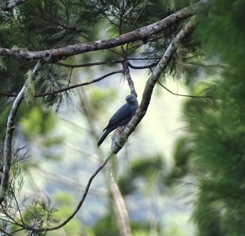 Boyer's Cuckooshrike (Coracina boyeri)