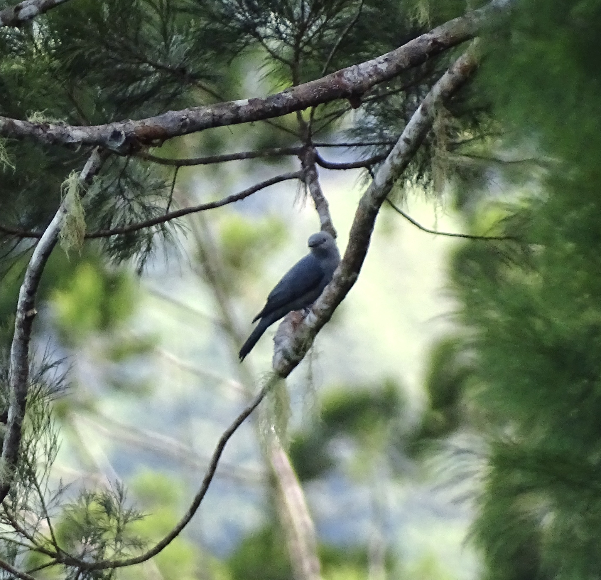 Boyer's Cuckooshrike (Coracina boyeri), photo 1