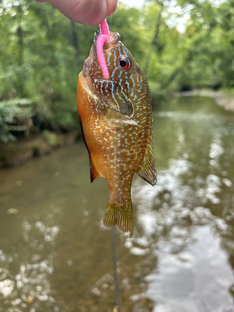 Photo of a Gulf Longear Sunfish