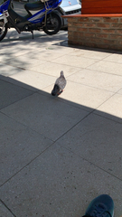 Columba livia
