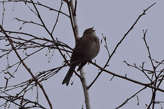 Emberiza