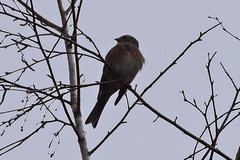 Emberiza