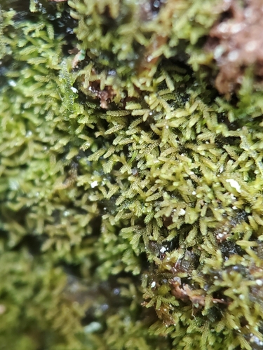 Wood Fingerwort