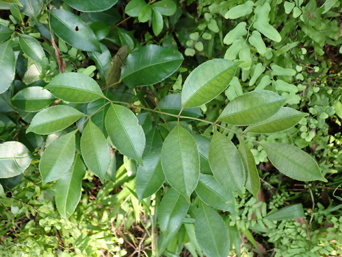 Turpinia montana observed 2025-08-08