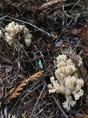 Ramaria acrisiccescens