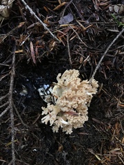 Ramaria acrisiccescens