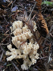Ramaria acrisiccescens