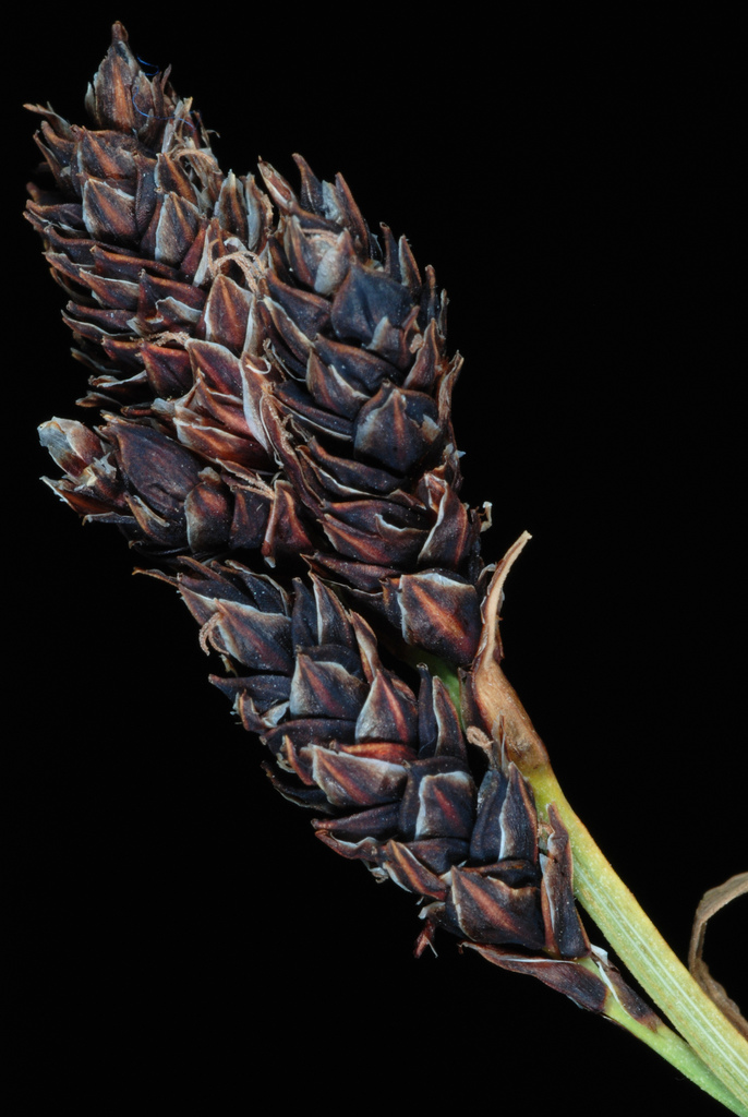 Blackandwhite sedge (Carex albonigra)