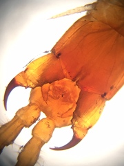 Arenophilus bipuncticeps