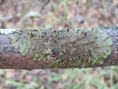 Melanohalea olivacea