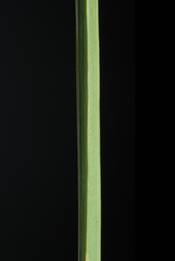Carex albonigra
