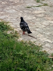 Columba livia