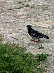 Columba livia