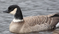 Branta hutchinsii leucopareia