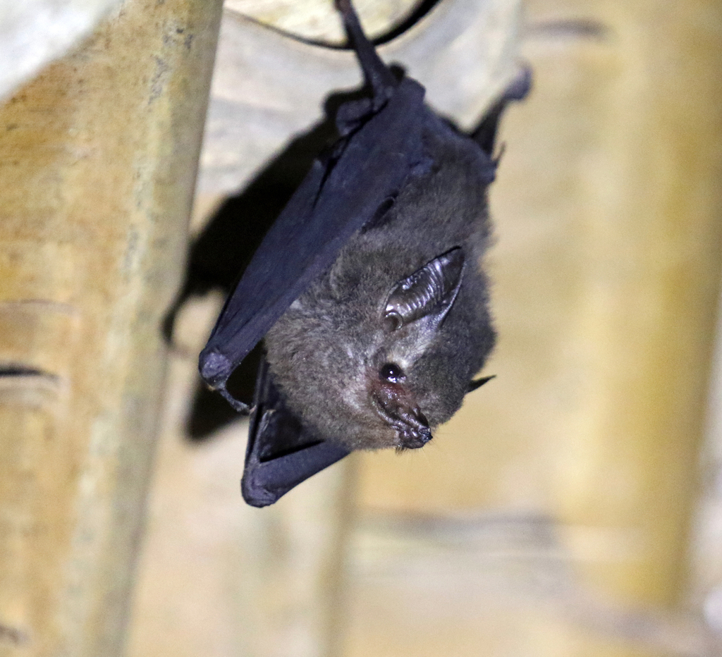 Peters's Sheath-Tailed Bat