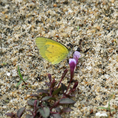 Eurema brigitta pulchella
