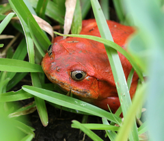 Dyscophus antongilii