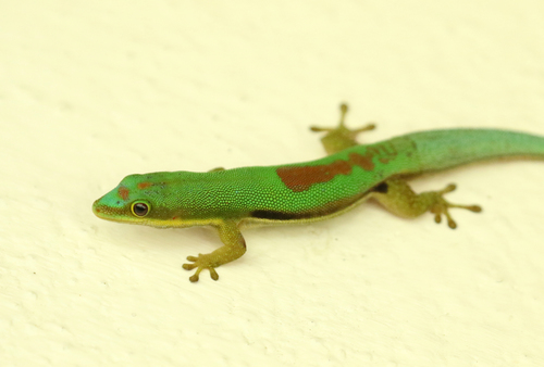 Small Lined Day Gecko