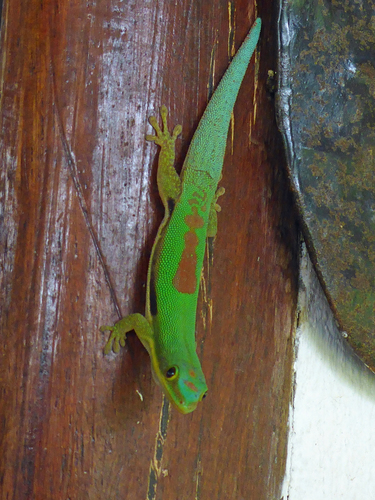 Small Lined Day Gecko