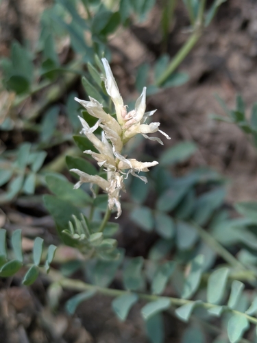 Astragalus laxmannii iNat (1)