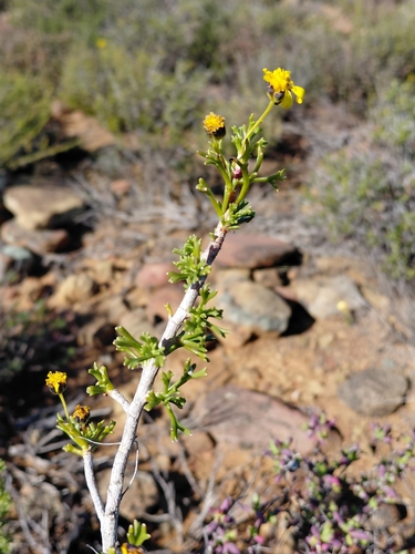 hawk's eye (Euryops multifidus)