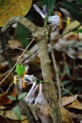 Passiflora cerradensis