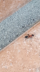 Thaumatogelis gallicus