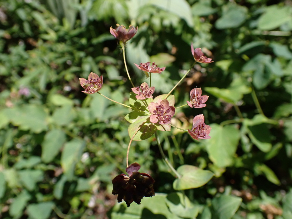 Bupleurum longifolium; photograph (c) Todd Huang, some rights reserved (CC BY)