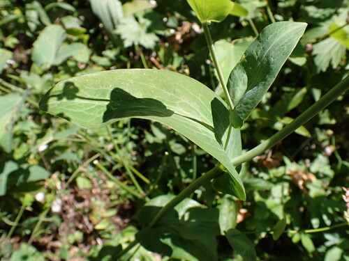 Bupleurum longifolium, photograph 2