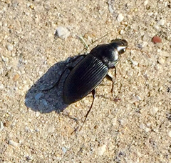 Harpalus caliginosus