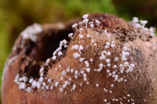 Pithyella hispida