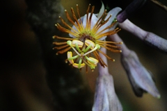 Passiflora cerradensis