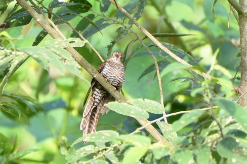 Sulawesi Brush Cuckoo (Cacomantis virescens), photo 3