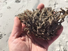 Clathria prolifera