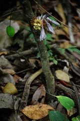 Passiflora cerradensis