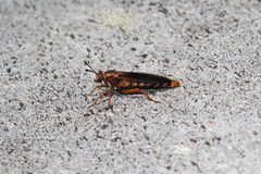 Phyllomydas parvulus