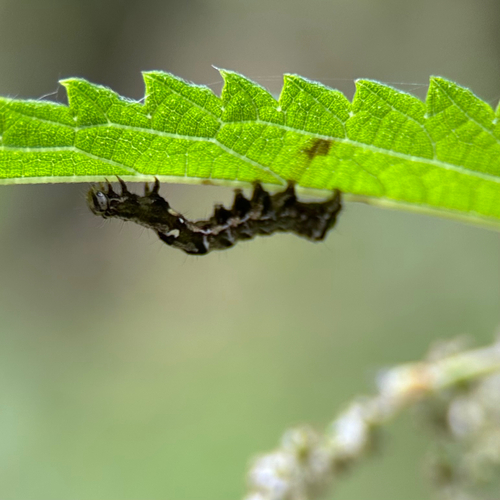 Schmetterlinge