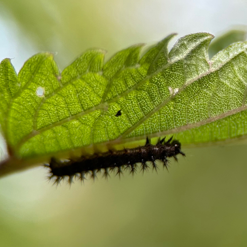 Schmetterlinge