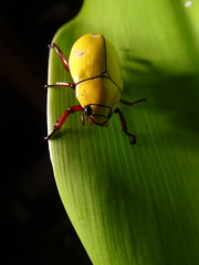 Macropoides crassipes
